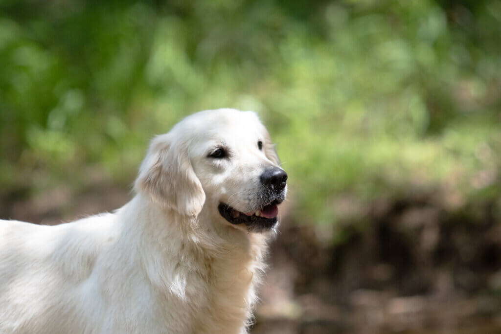 english creme golden retriever