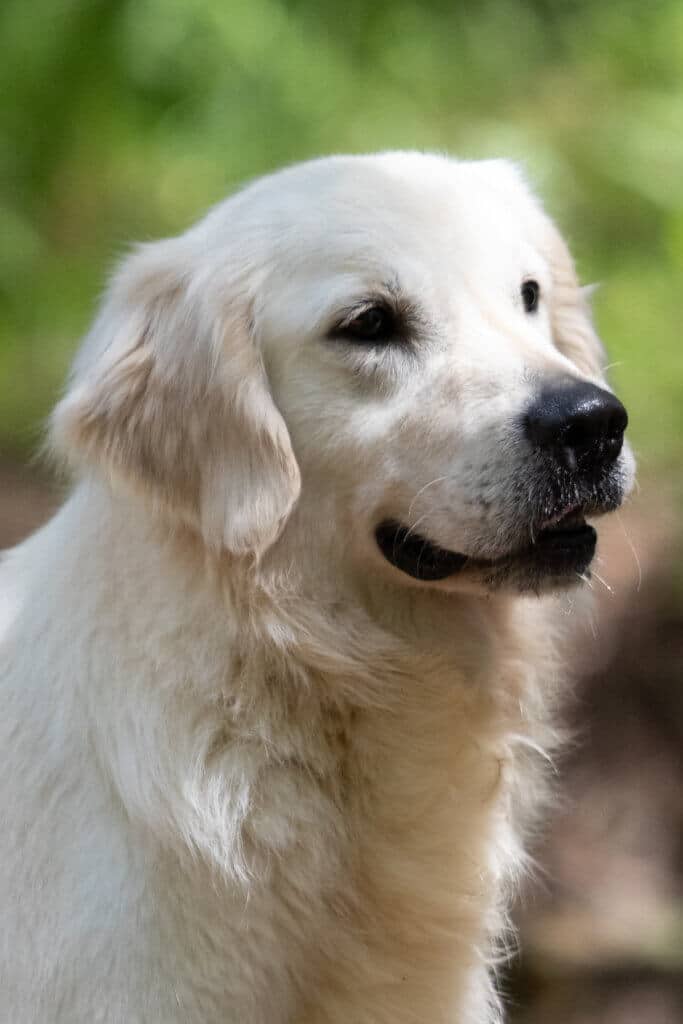 english creme golden retriever