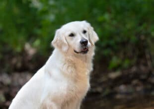 white golden retriever