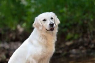 white golden retriever