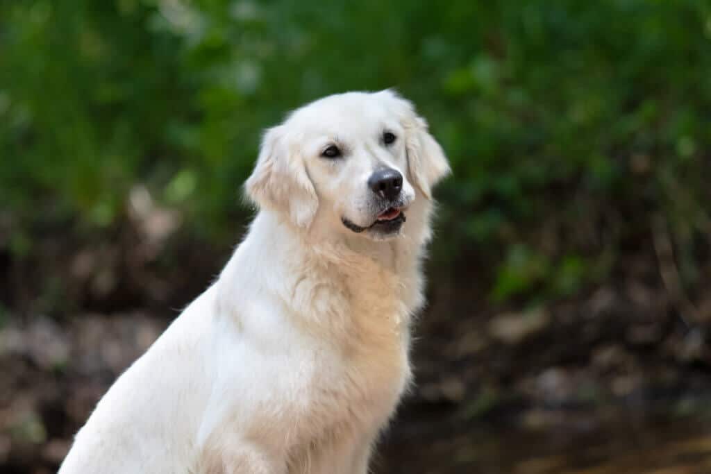 white golden retriever standing in woods