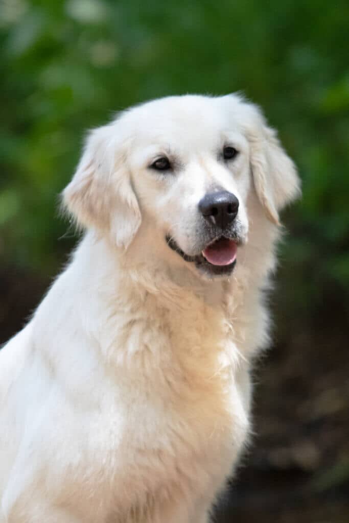 white golden retriever standing in woods