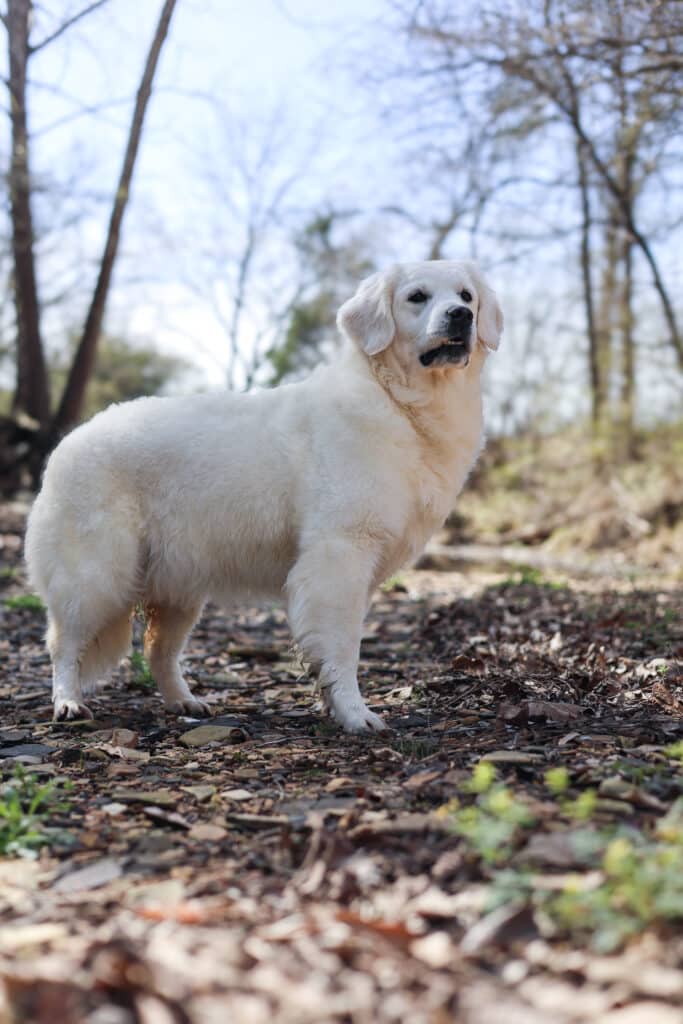 stunning white Golden Retriever
