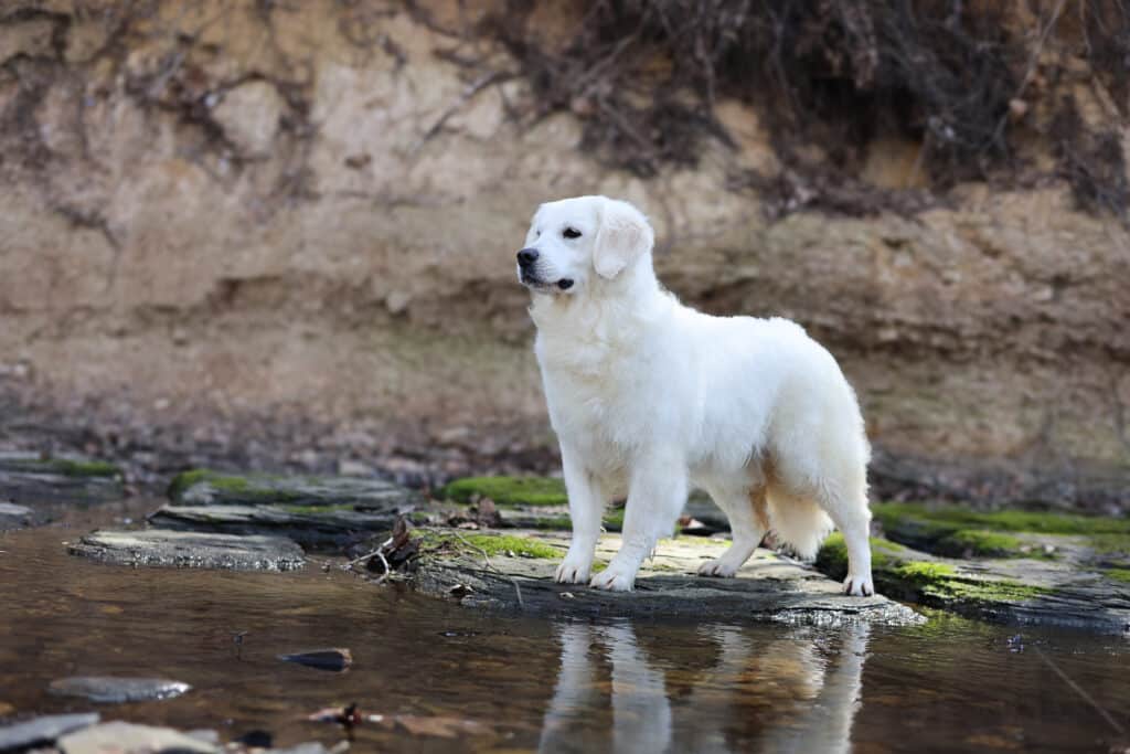 English Cream Golden Retriever on the water