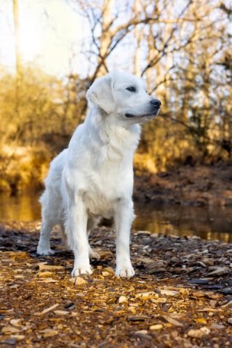 white golden retriever on creek bank