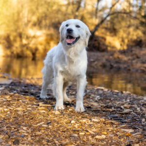 white golden retriever