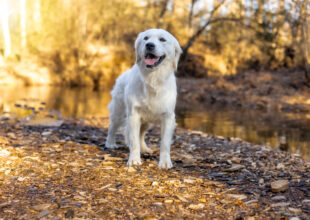 white golden retriever