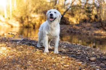 white golden retriever