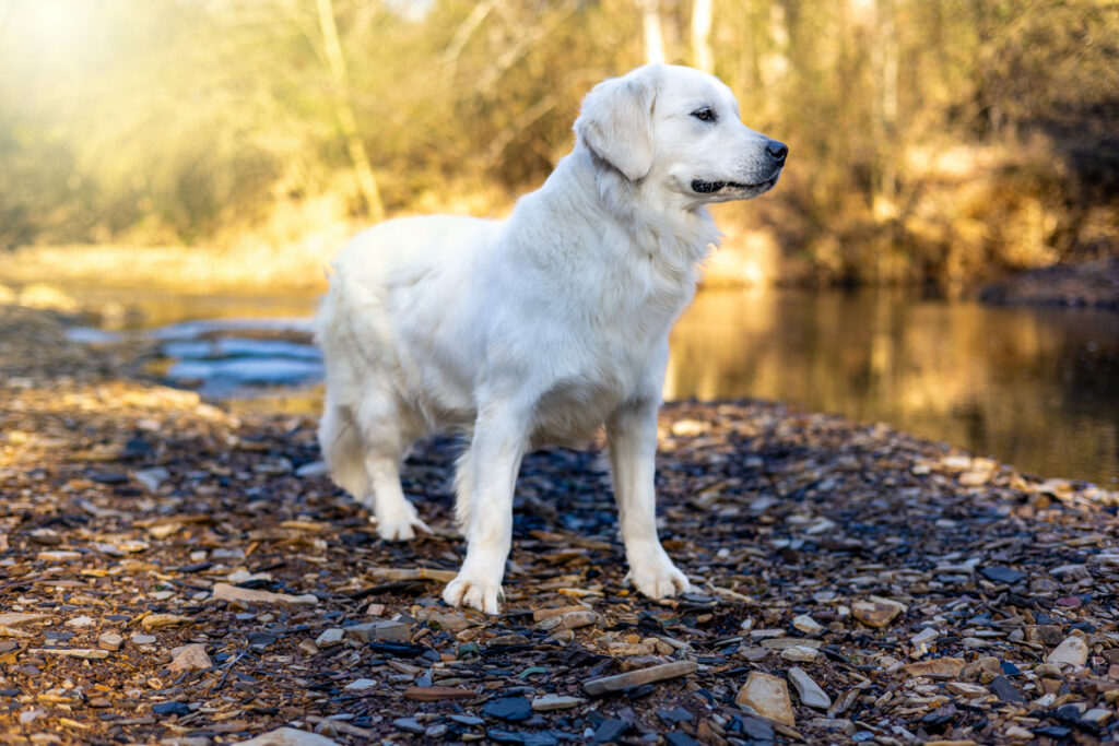 white golden retriever by a creek