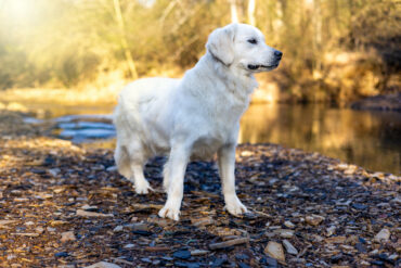 white golden retriever by a creek