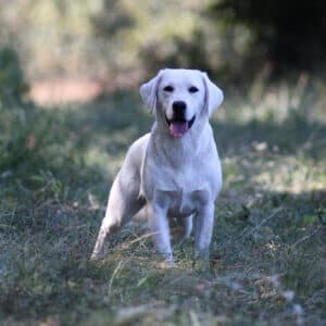 White labrador in the yard