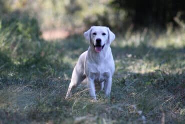 blockheaded english lab in the grass