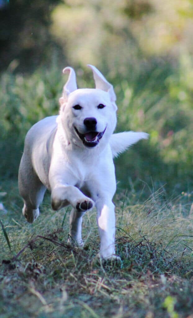 labrador puppy running in the field