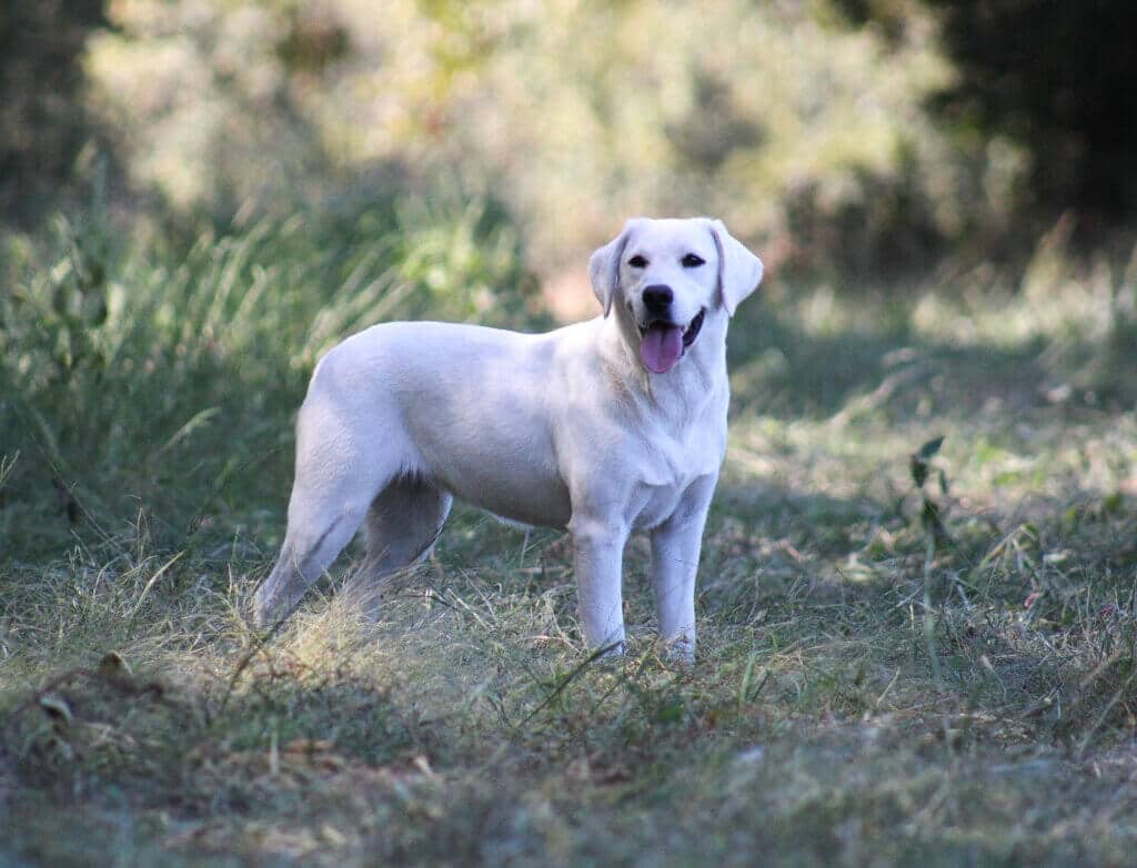 white labrador in the grass