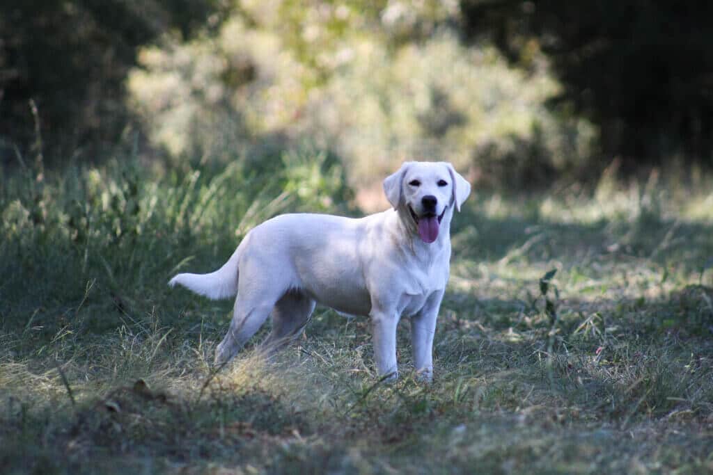 english labrador standing in the shade