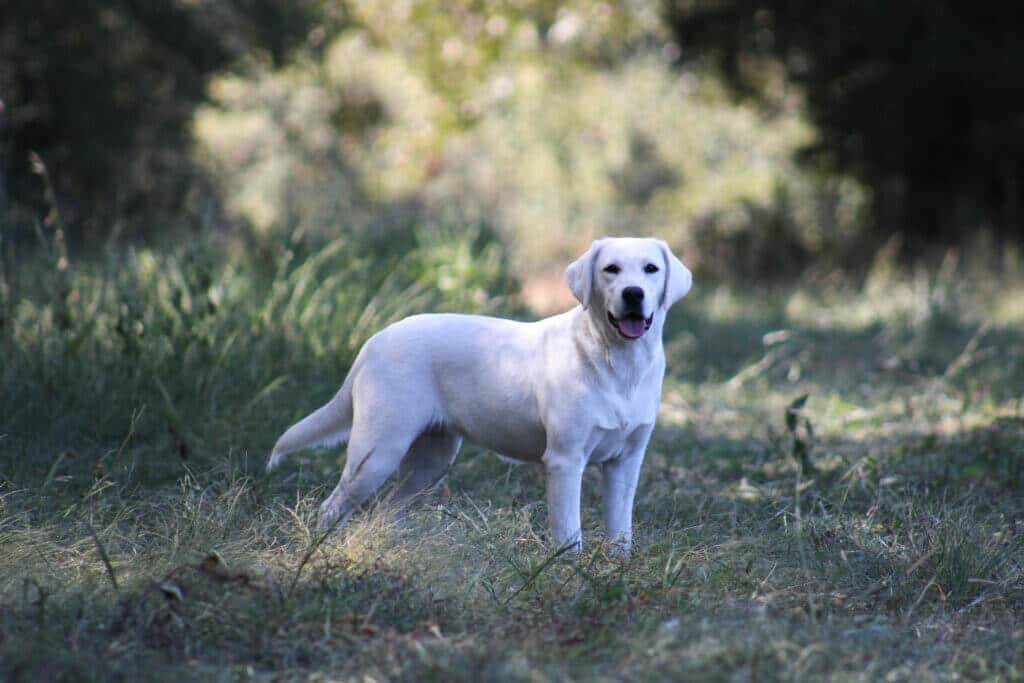 white lab puppy in the grass