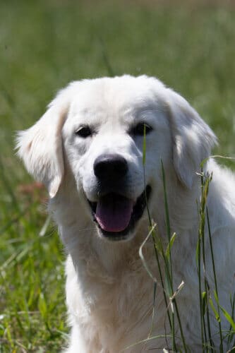 golden retriever looking through the grass