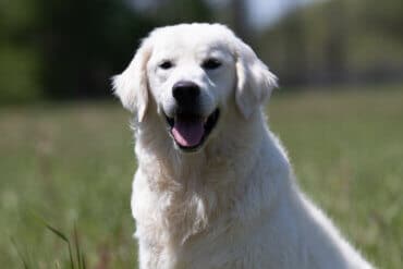 White Golden retriever in the field