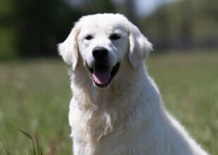 golden retriever sitting in the grass