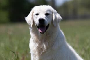 golden retriever sitting in the grass