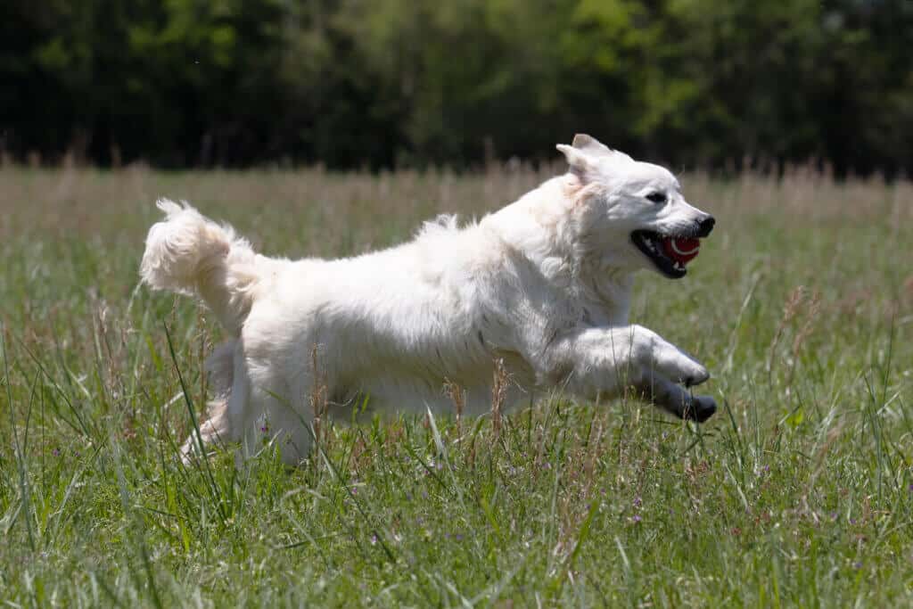 white golden retriever jumping through the field
