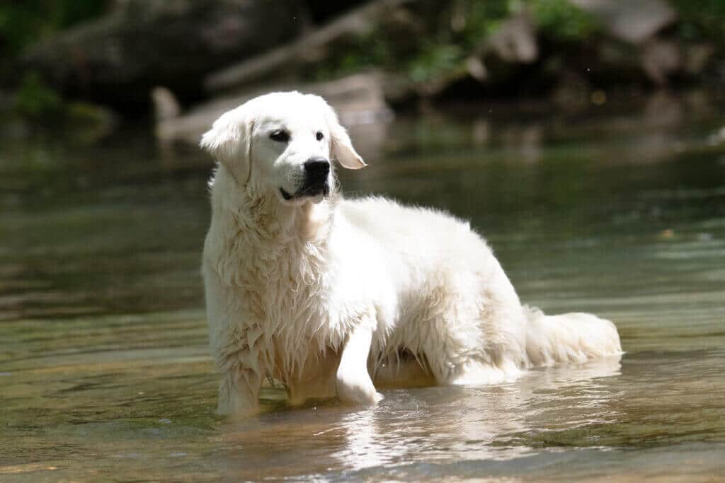 golden retriever in the creek