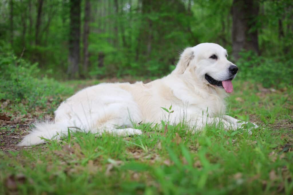 Golden Retriever laying in the grass