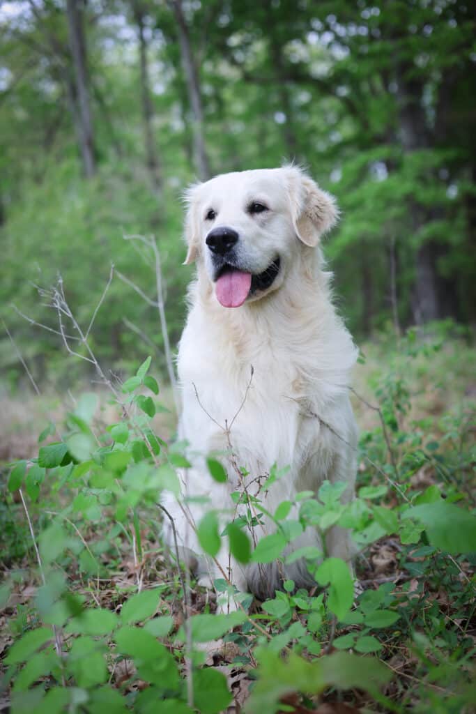 Golden Retriever sitting in the woods