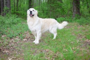Meet Winston – The Ultimate Family-Friendly Golden Retriever damhttps://www.snowypineswhitelabs.com/wp-content/uploads/2023/07/Winston_21-e1778608518647.jpg