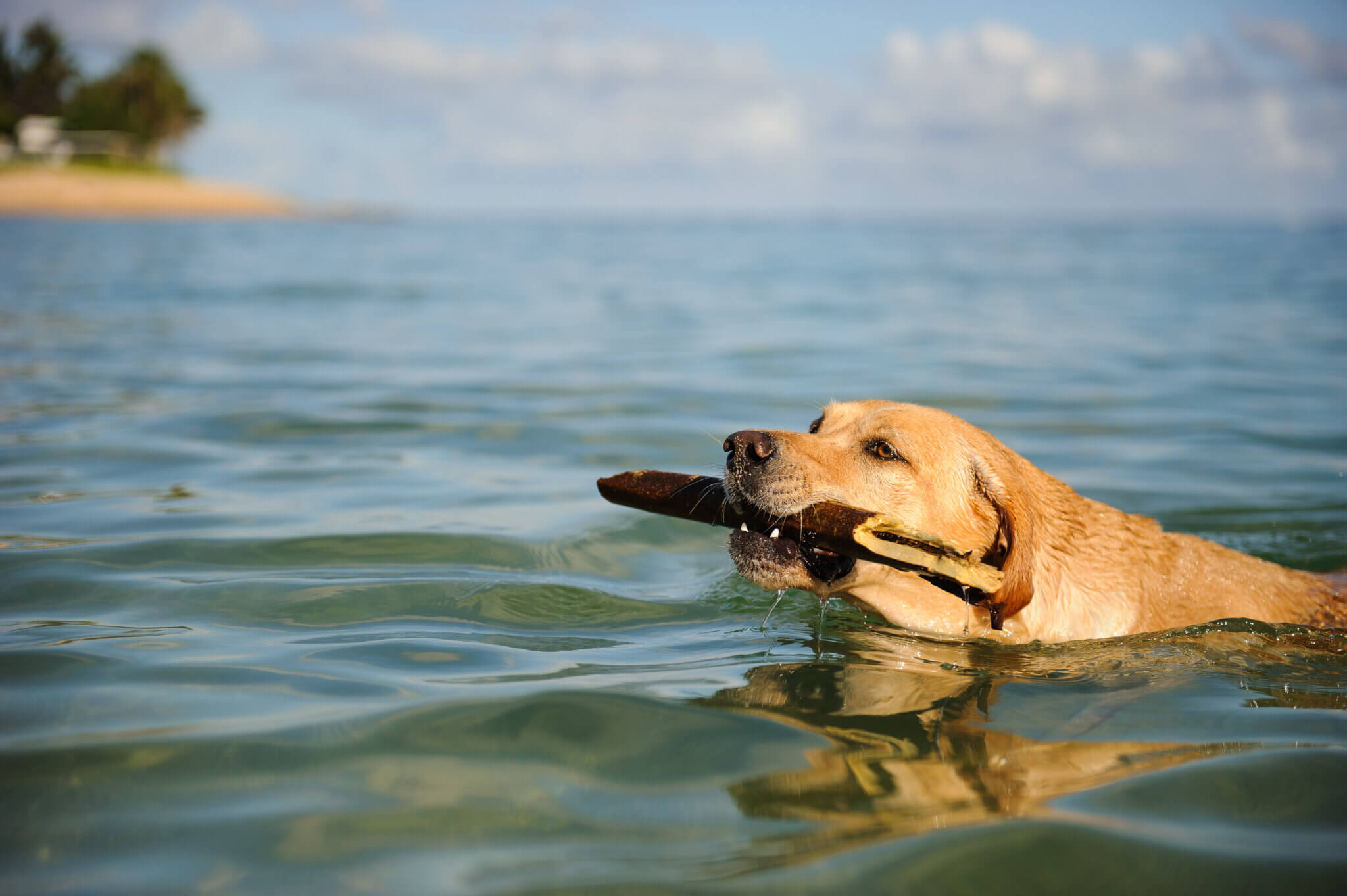 Do Labs Like Water? Snowy Pines White Labs