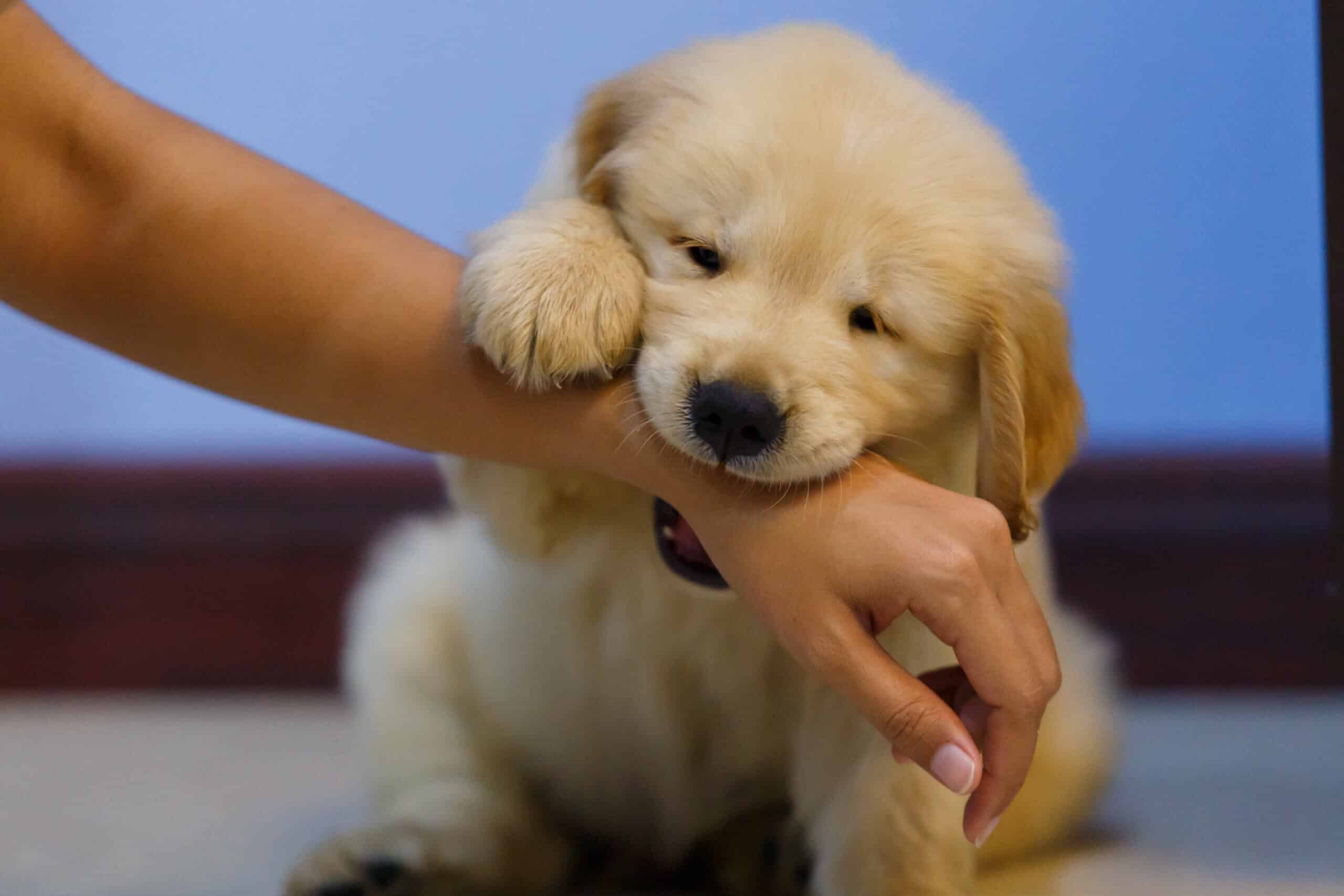 Stop Golden Retriever Puppy Biting Snowy Pines White Labs Stop Golden Retriever Puppy Biting Snowy Pines White Labs