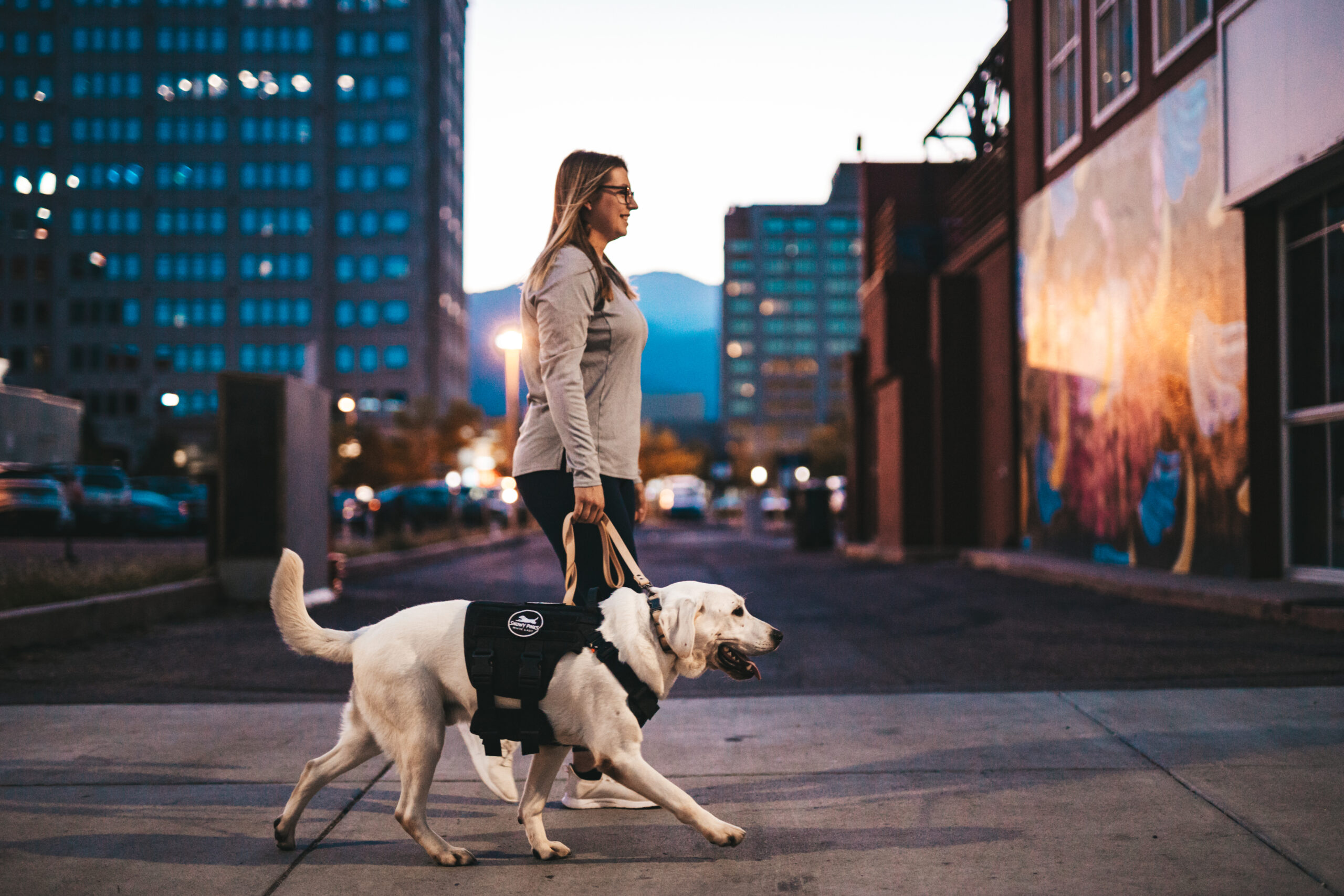 Service dog walking across the street