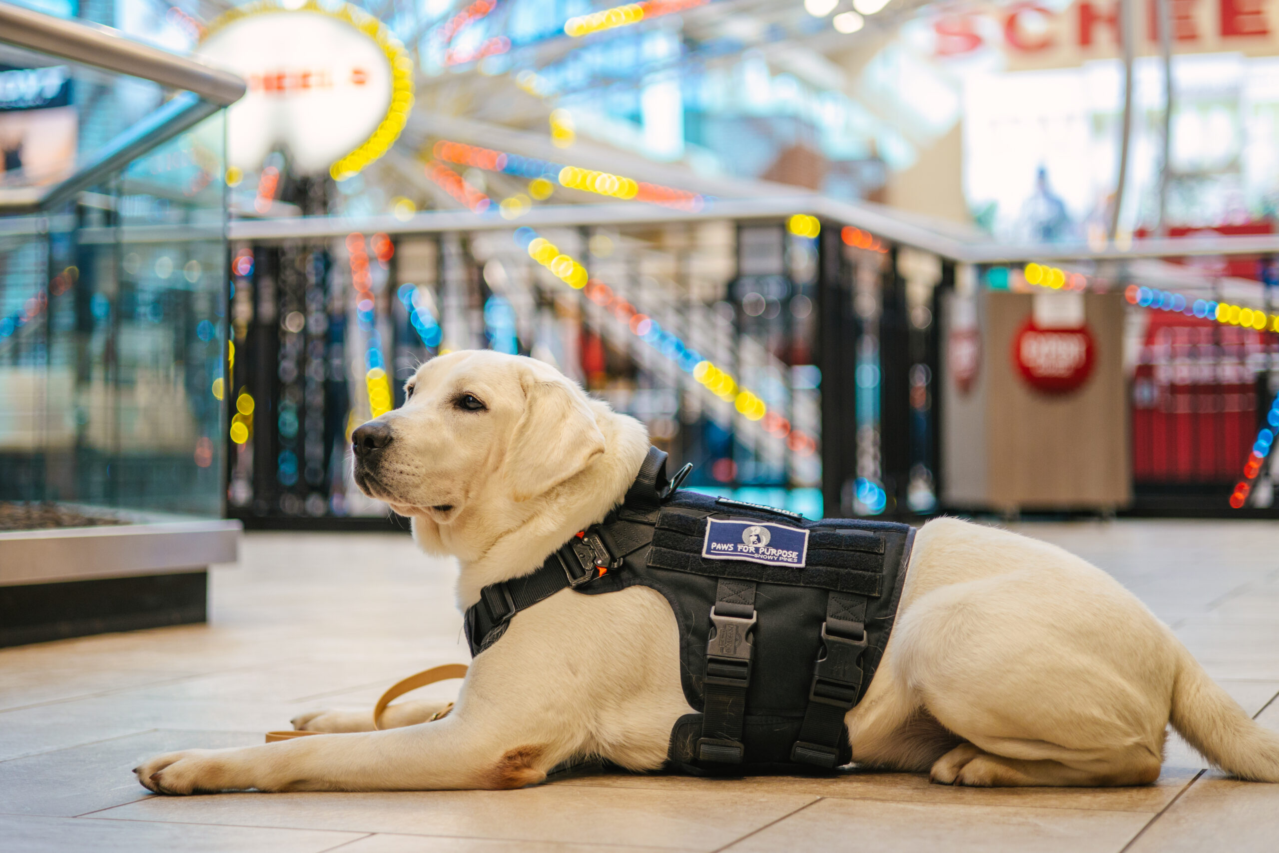 Service dog in a shopping mall