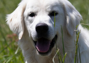English Cream Golden Retriever in a field
