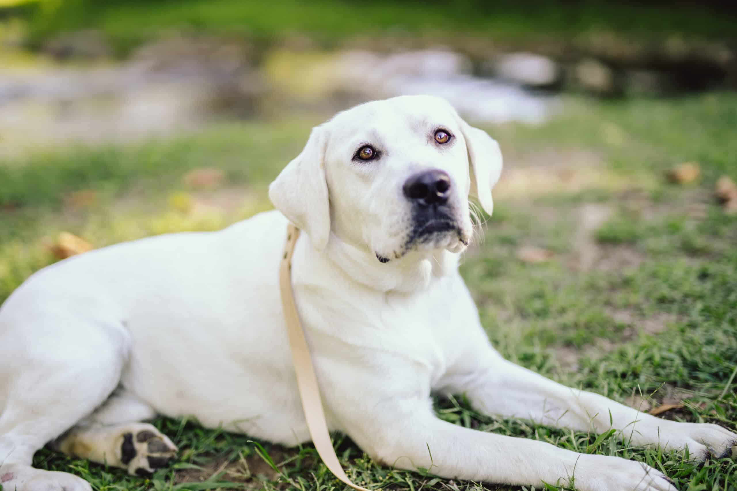 white lab laying in the grass
