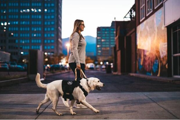 service dog in the city