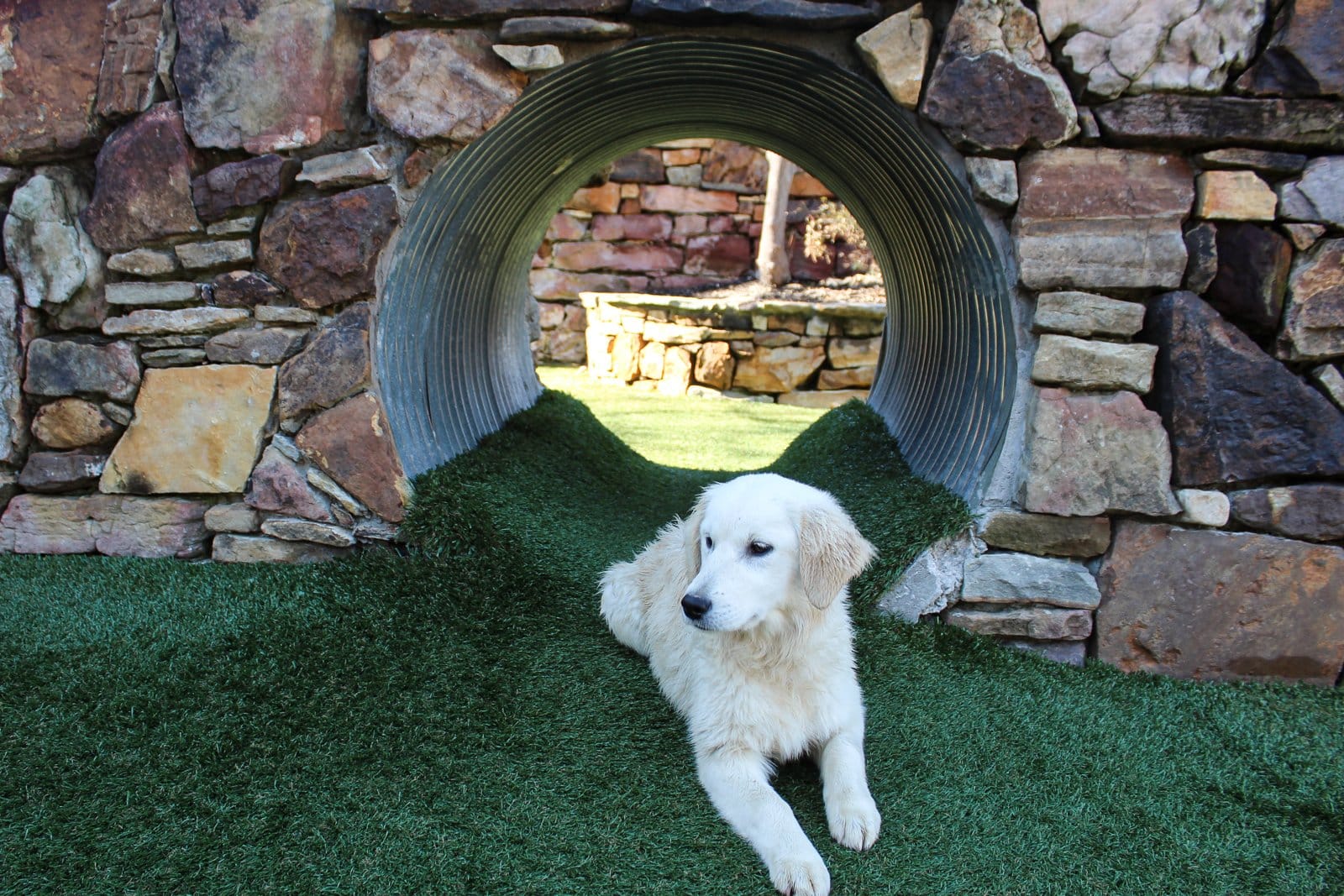 Sugarcup, an English Cream Golden Retriever with a white coat, at Snowy Pines — English Cream type
