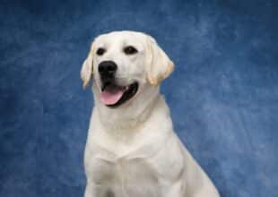 Bodhi, White Labrador service dog in training at Snowy Pines