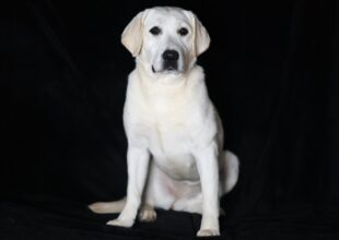 Fig, White Labrador service dog in training at Snowy Pines