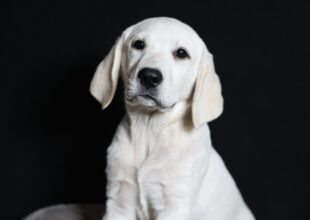 White Labrador service dog prospect (Lime x Swagger) at Snowy Pines