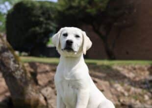 Midas, White Labrador service dog in training, at the Snowy Pines service dog facility