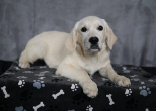 English Cream Golden Retriever service dog prospect (Sophia x Captain) at Snowy Pines