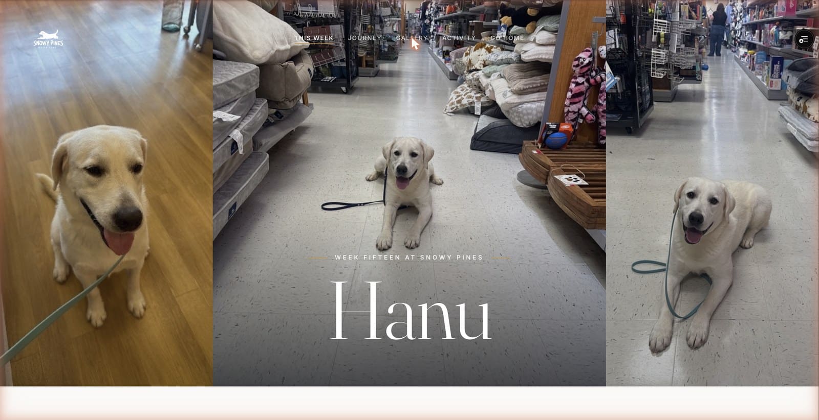 Week fifteen chapter cover — Hanu training in a store