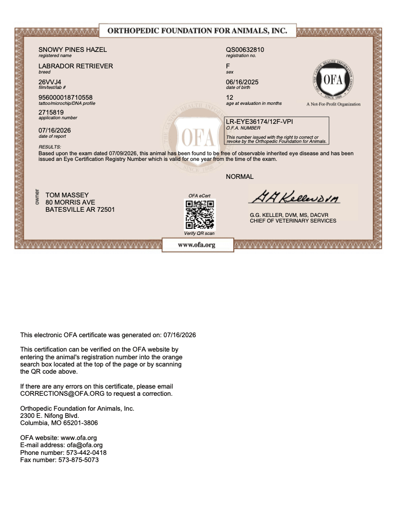 Hazel OFA Eye (CAER) Certification certificate