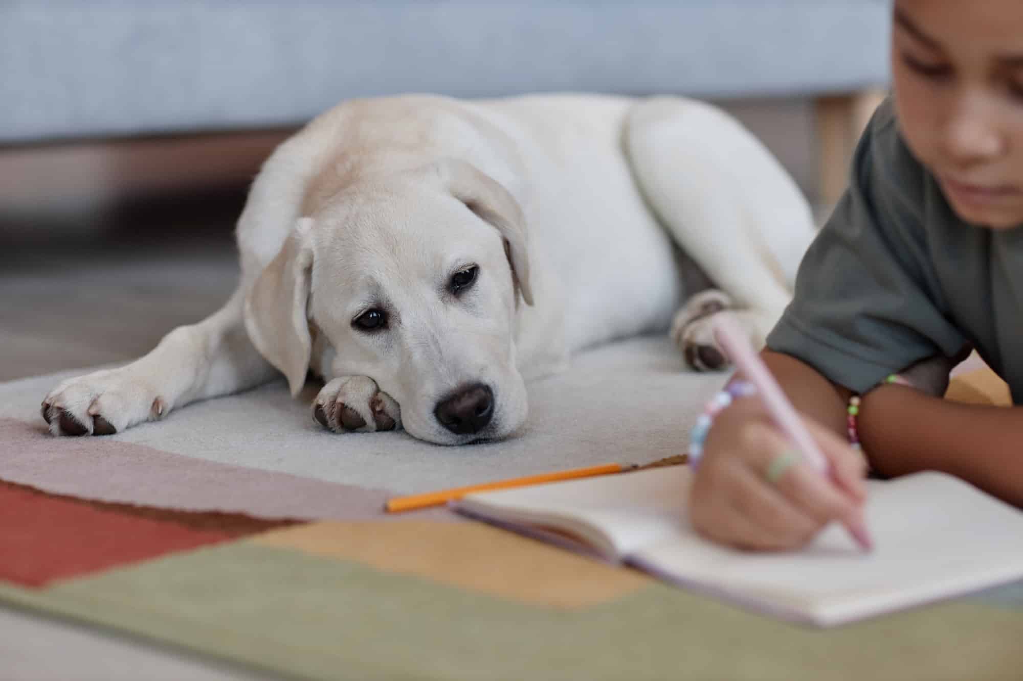 White Labrador therapy dog resting beside a child doing homework at home