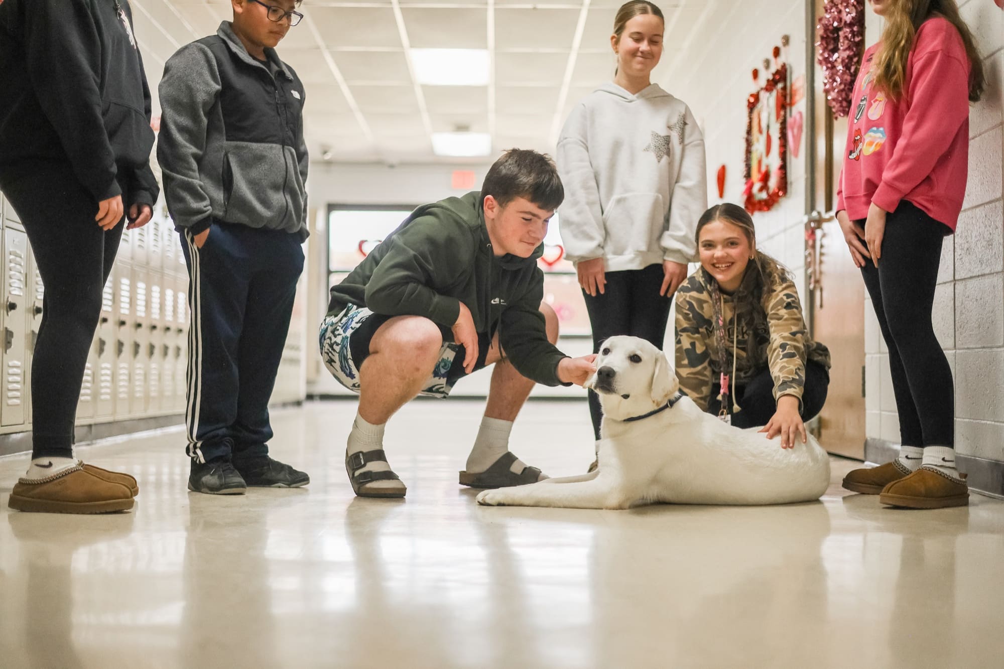 Snowy Pines white Labrador therapy dog lying calmly in a school hallway surrounded by students